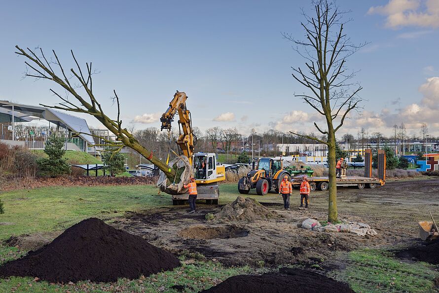 Een foto van het planten van bomen in het bomenhotel